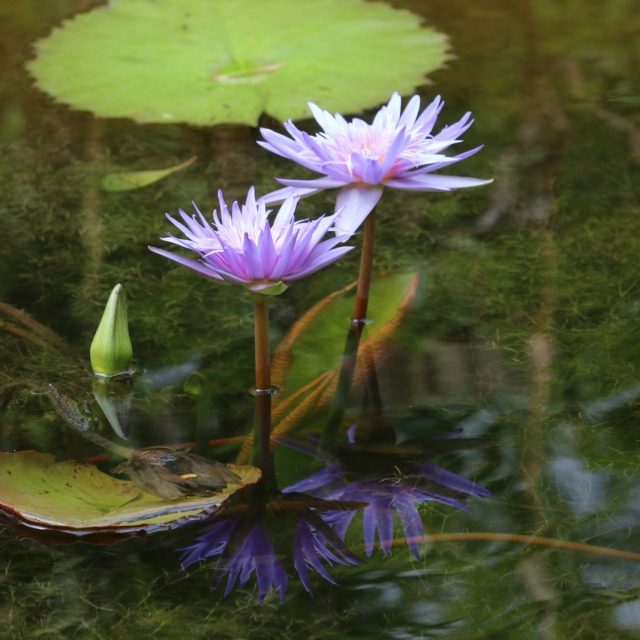 Mirrored Beautifully