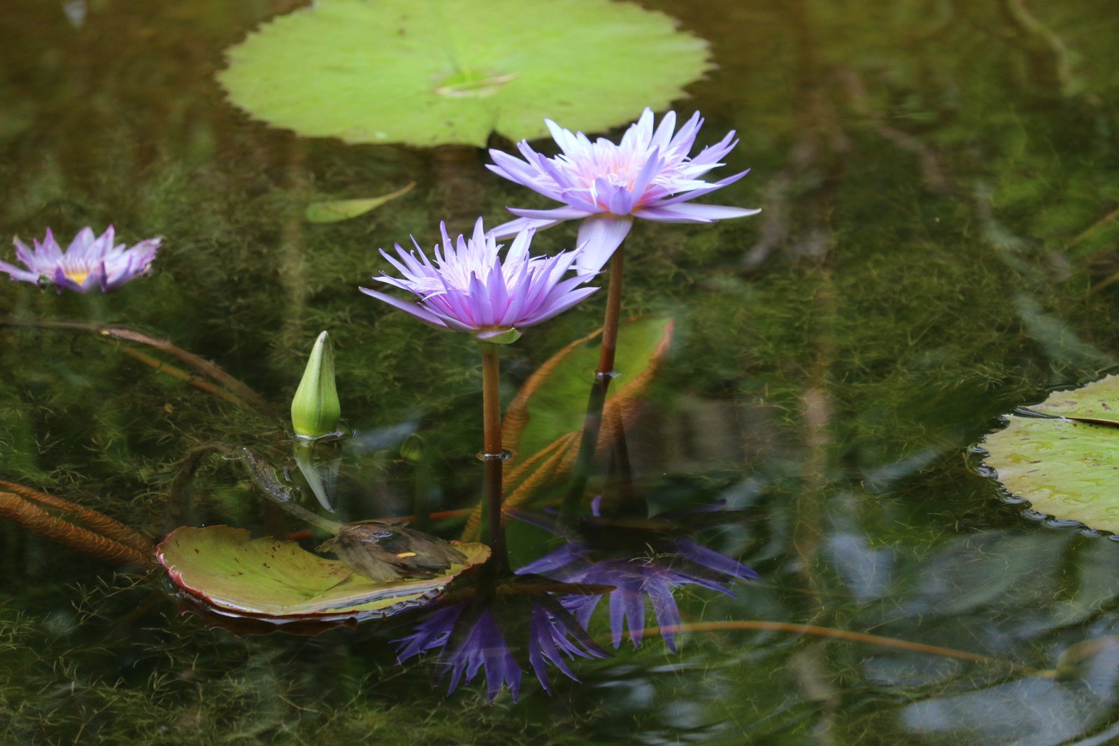 Mirrored Beautifully