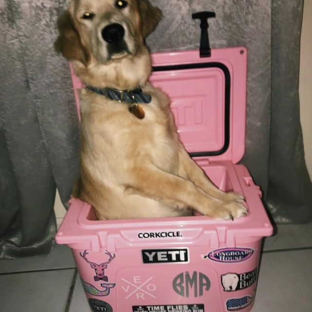 Yeti Pups