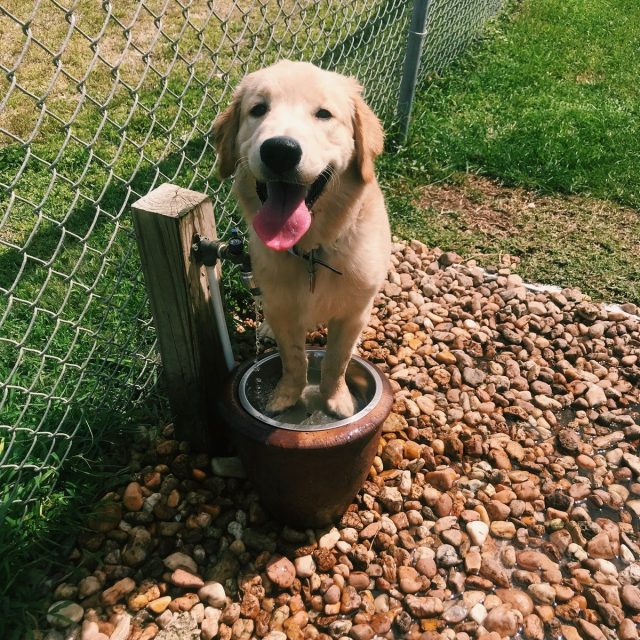 More Water Please!