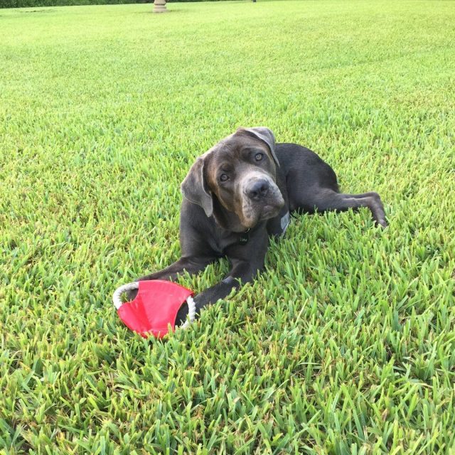 Luna And Her Favorite Frisbee