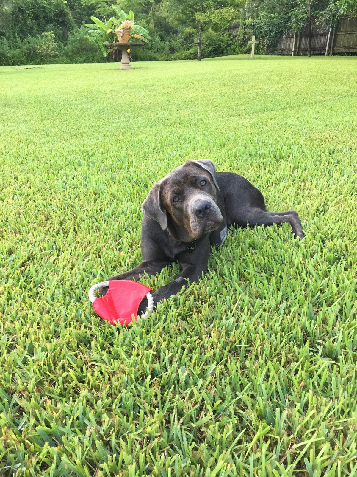 Luna And Her Favorite Frisbee