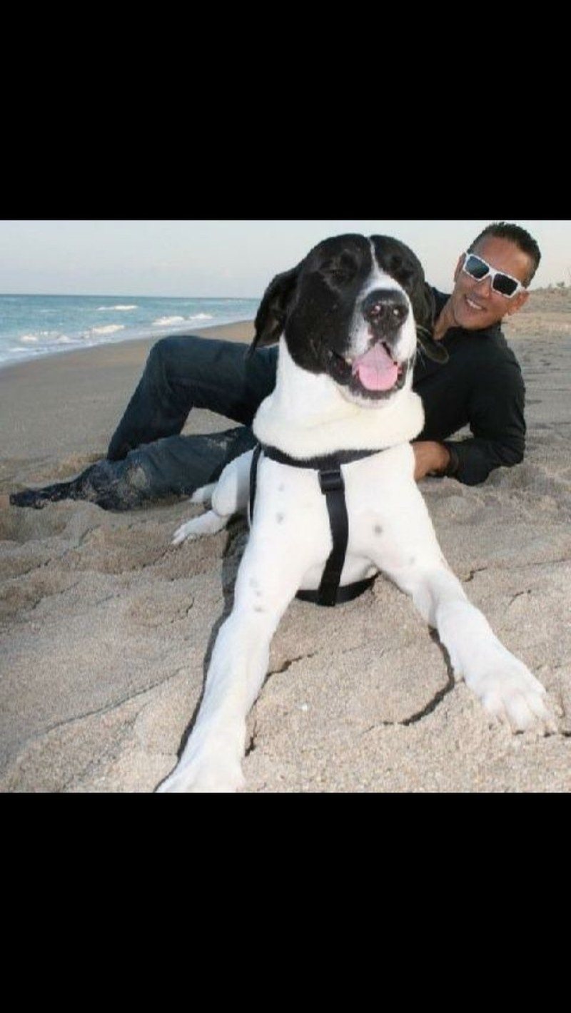 My Little Baby 220 Lbs.
