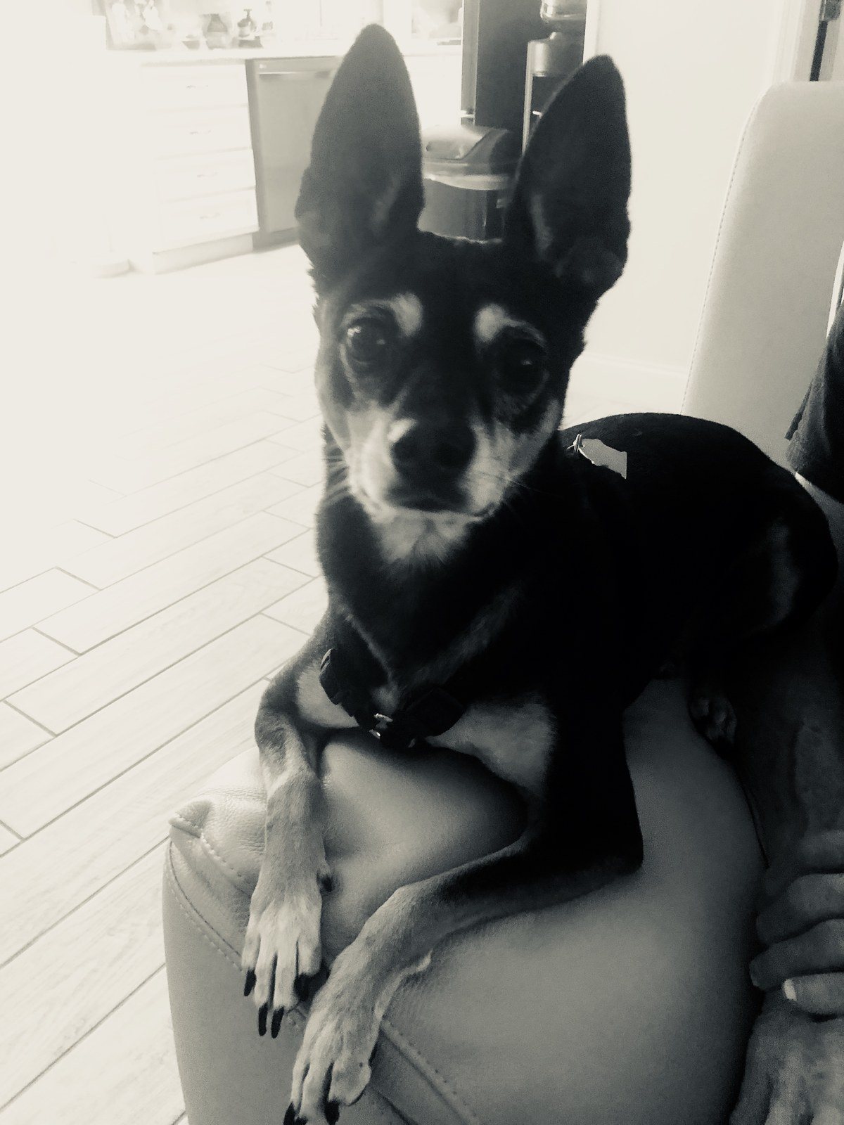 I'm All Ears