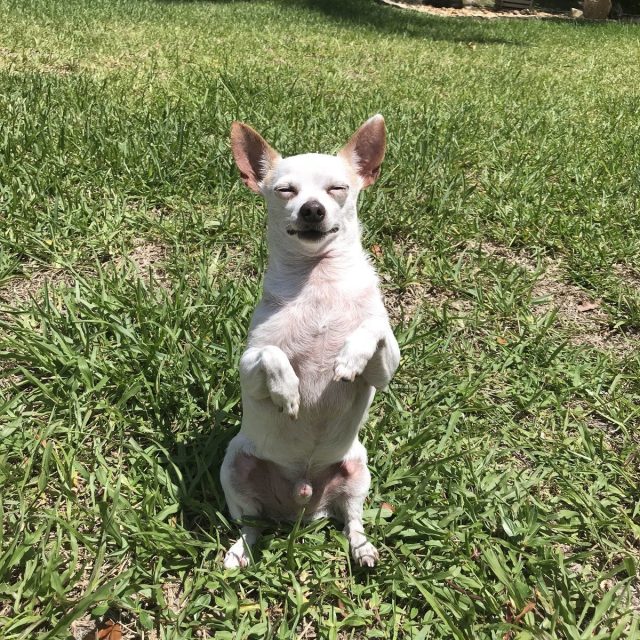 Fainting Chichuahua Moms Gotta Make Me Faint!!!! 🤣