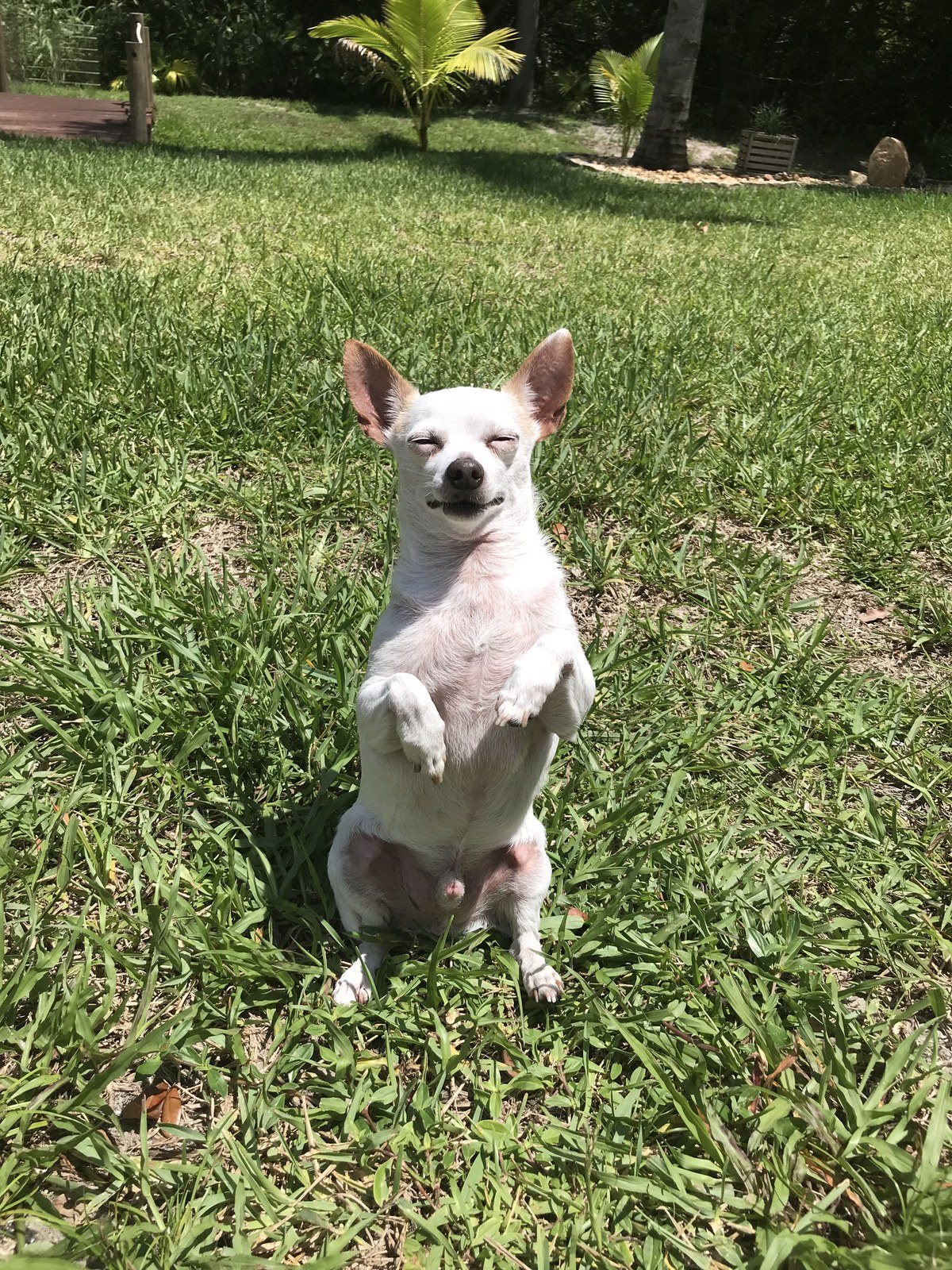 Fainting Chichuahua Moms Gotta Make Me Faint!!!! 🤣