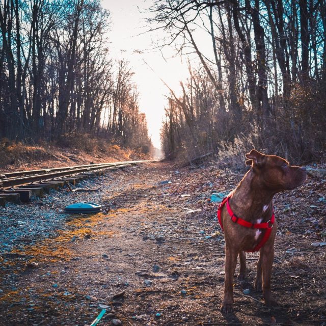 Morning Hunt