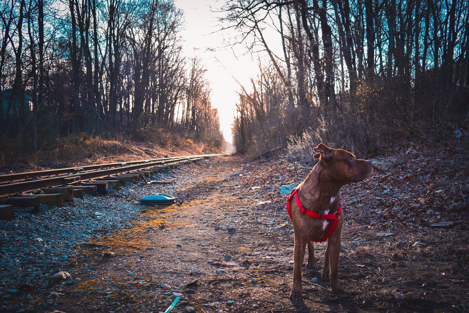 Morning Hunt