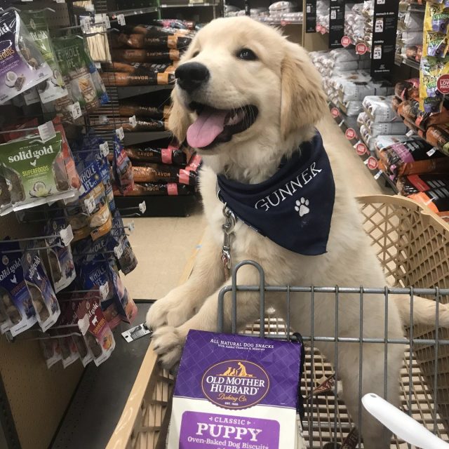 More Treats Plz