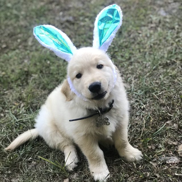 Some Bunny
