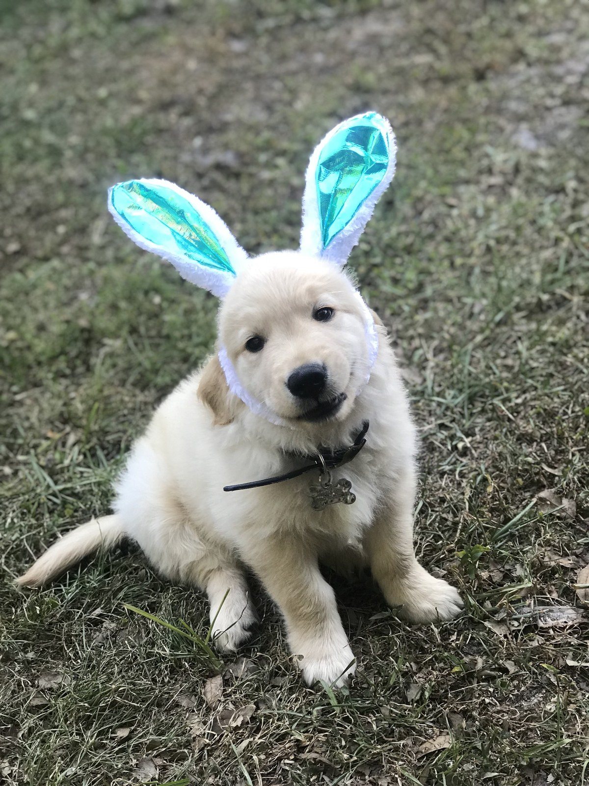 Some Bunny