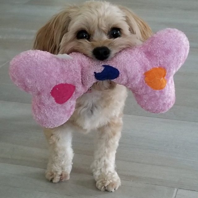 What Bone Mom