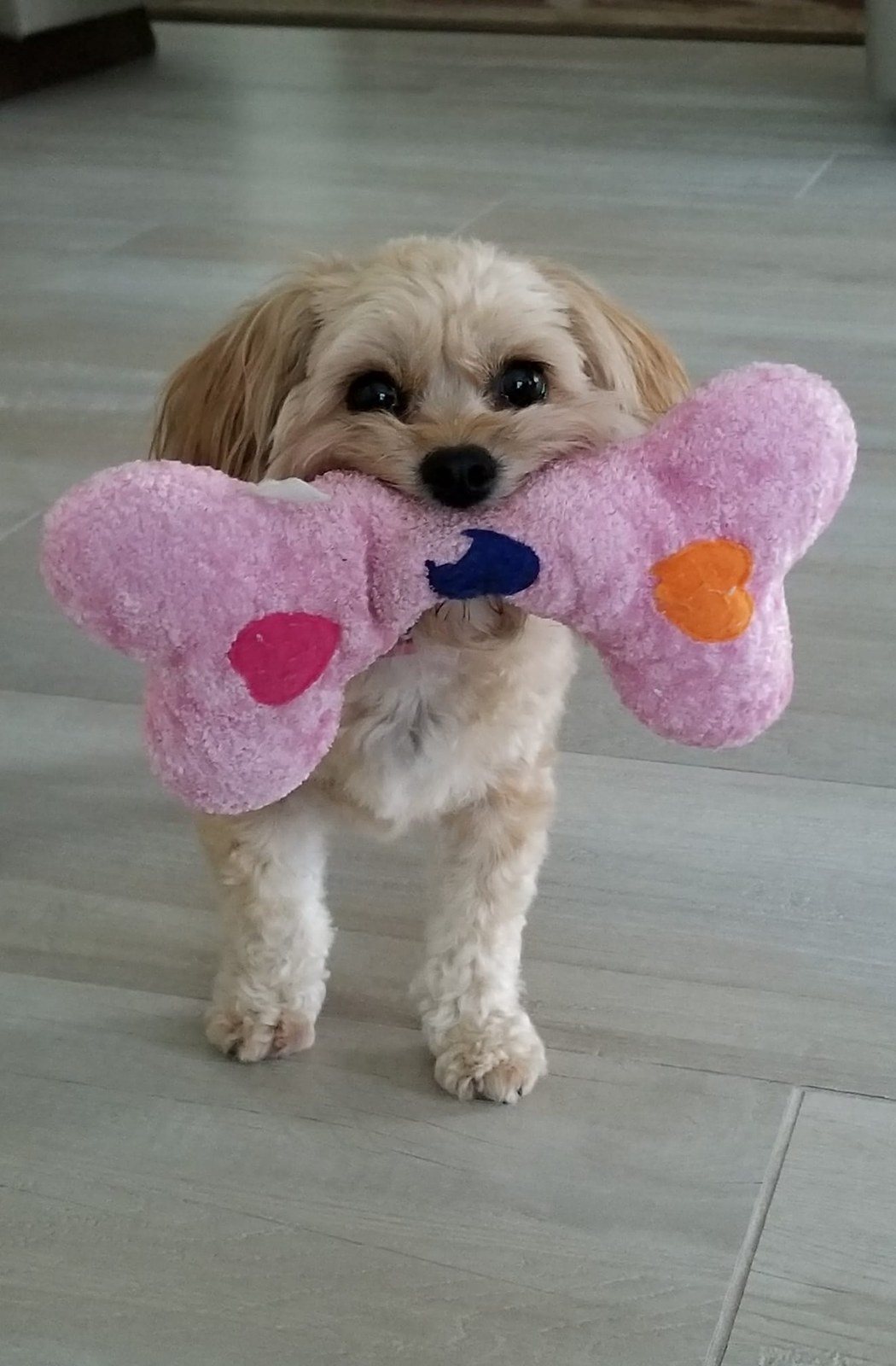 What Bone Mom
