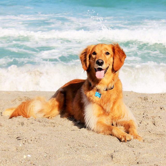 Salty Dog