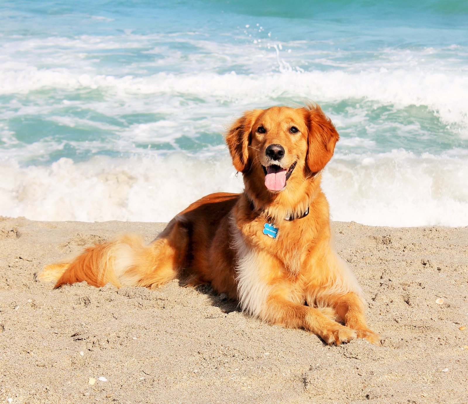 Salty Dog