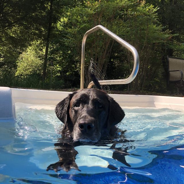 Swim Time For Snoopy