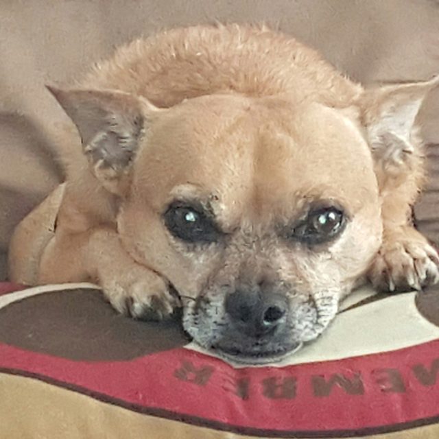 Luigi Chillin