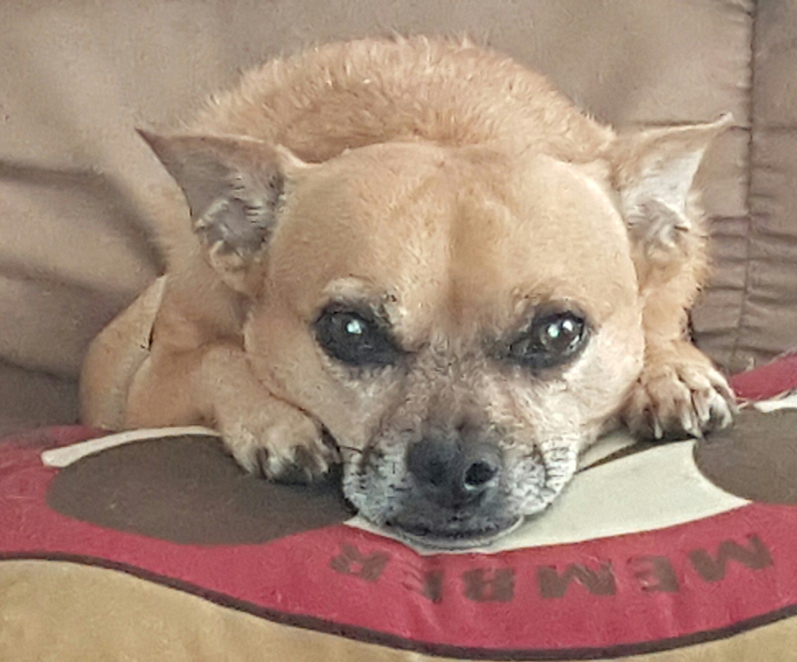Luigi Chillin