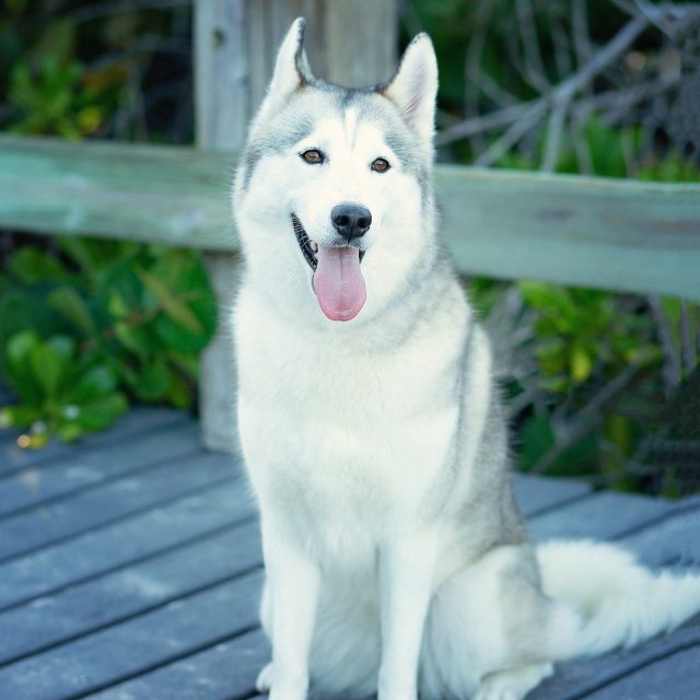 Good Girl Stella