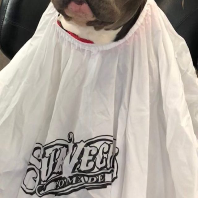 Just A Trim Around The Ears