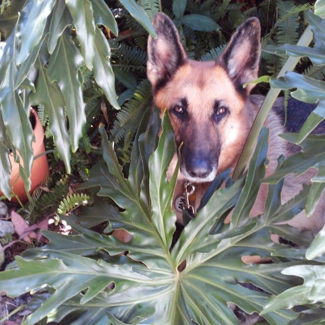 Dog Tried!