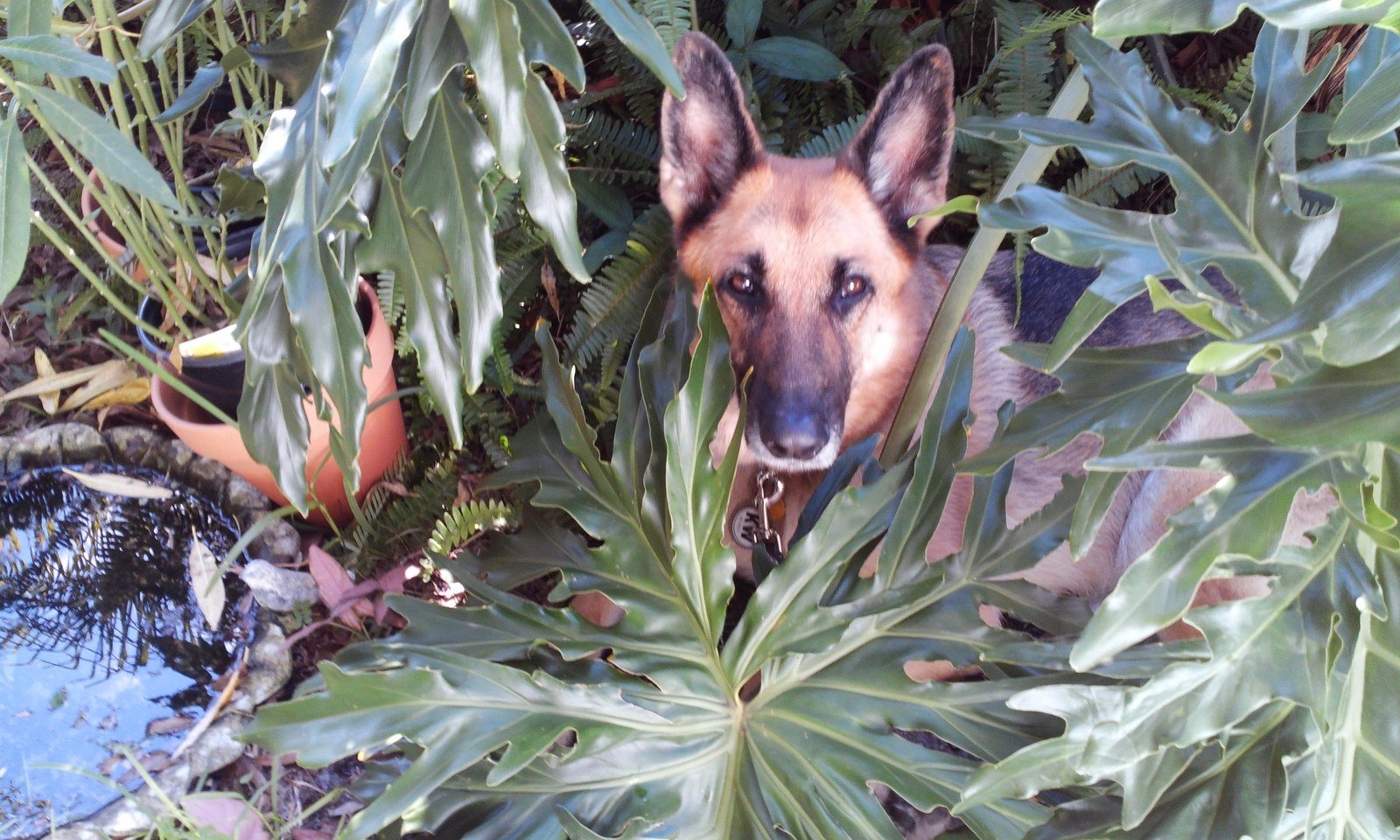 Dog Tried!
