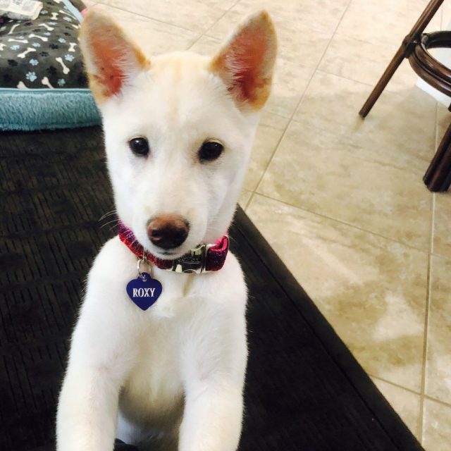 Roxy - Shiba Inu