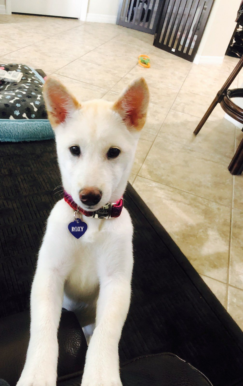 Roxy - Shiba Inu