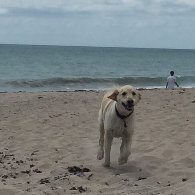 Beach Laps