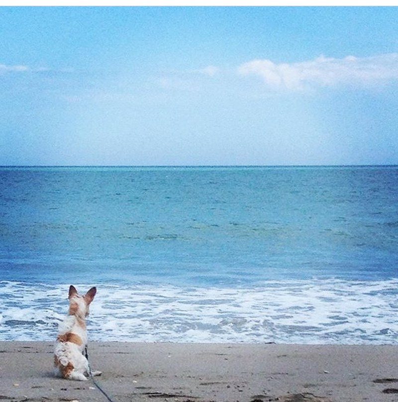 Wonder Dog