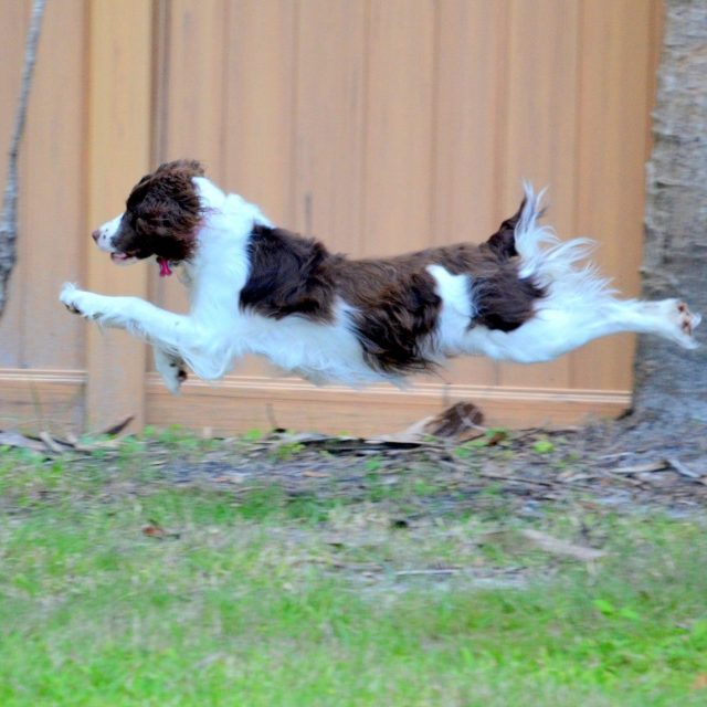 Allie On Perimeter Patrol(easy Cruise For Her)