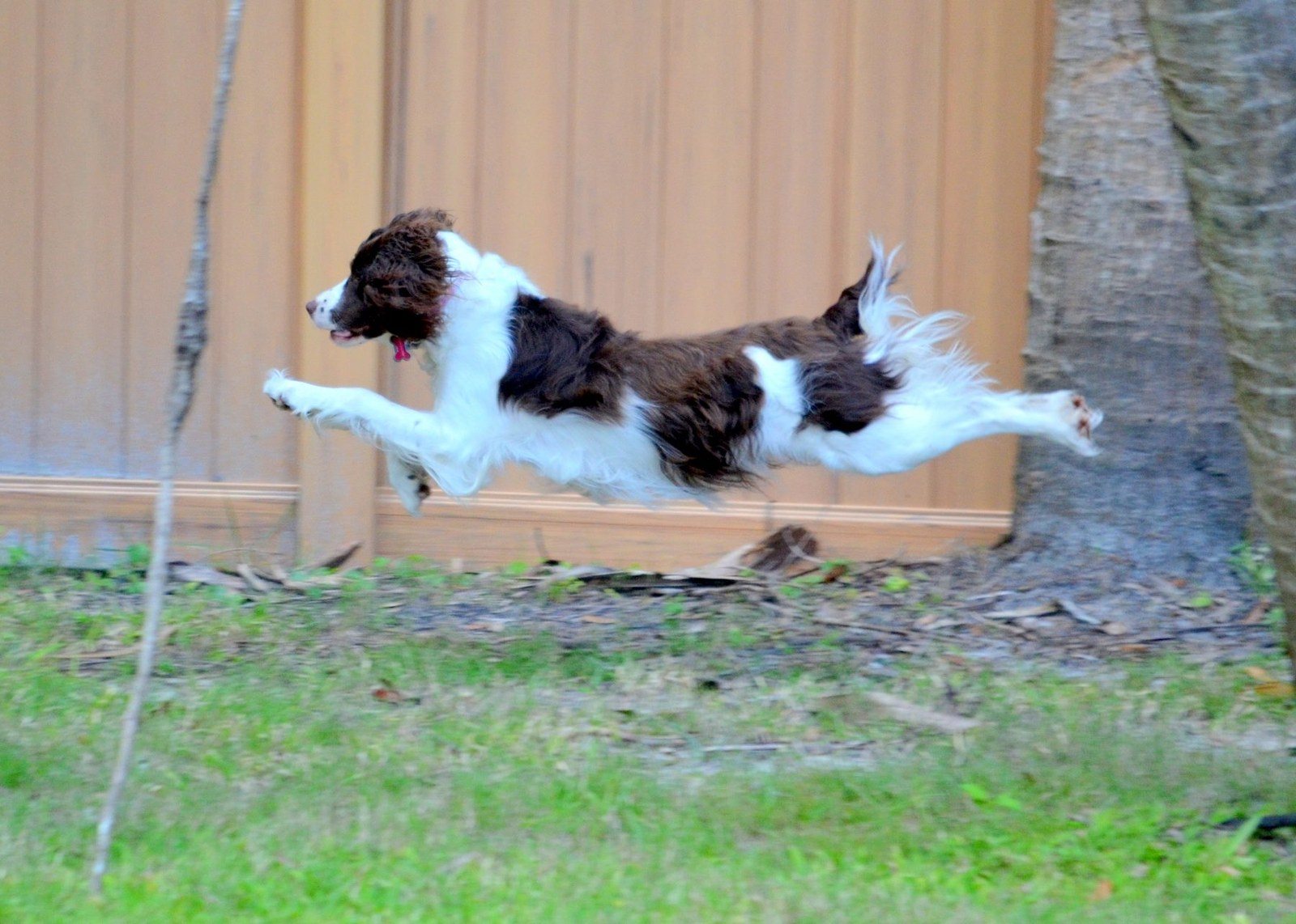 Allie On Perimeter Patrol(easy Cruise For Her)