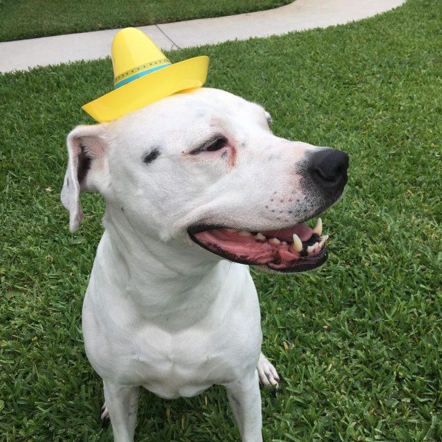 Belle Wearing S Sombrero On Cinco De Mayo