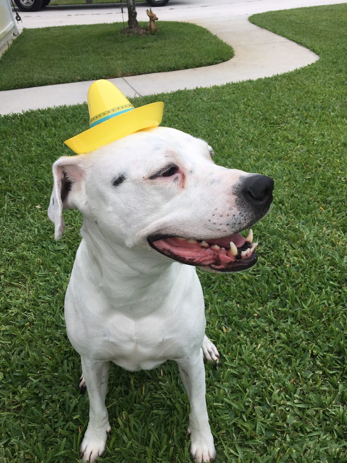 Belle Wearing S Sombrero On Cinco De Mayo