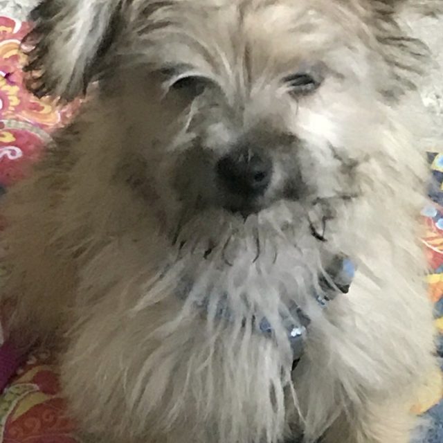Loose Lucy