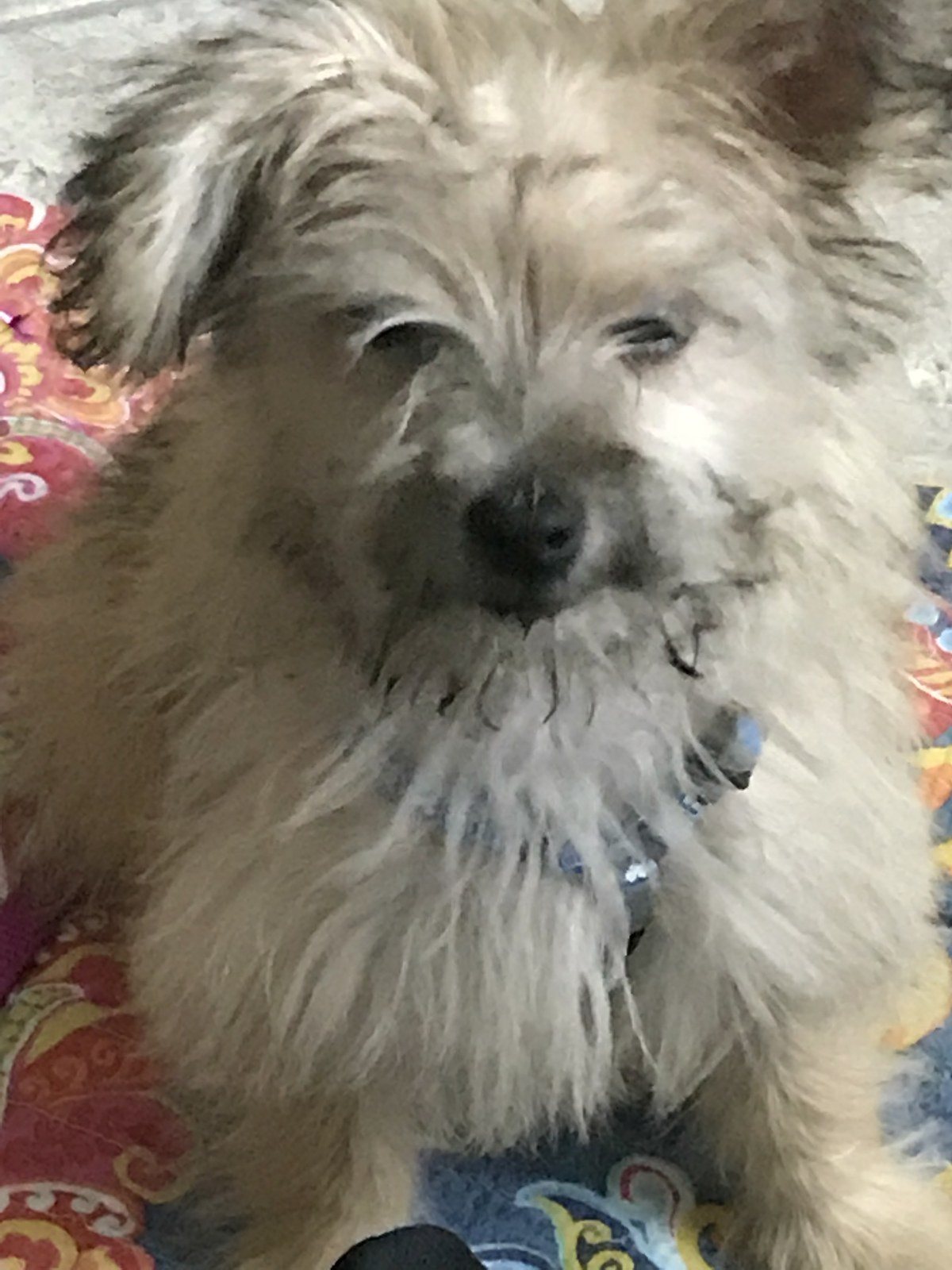 Loose Lucy