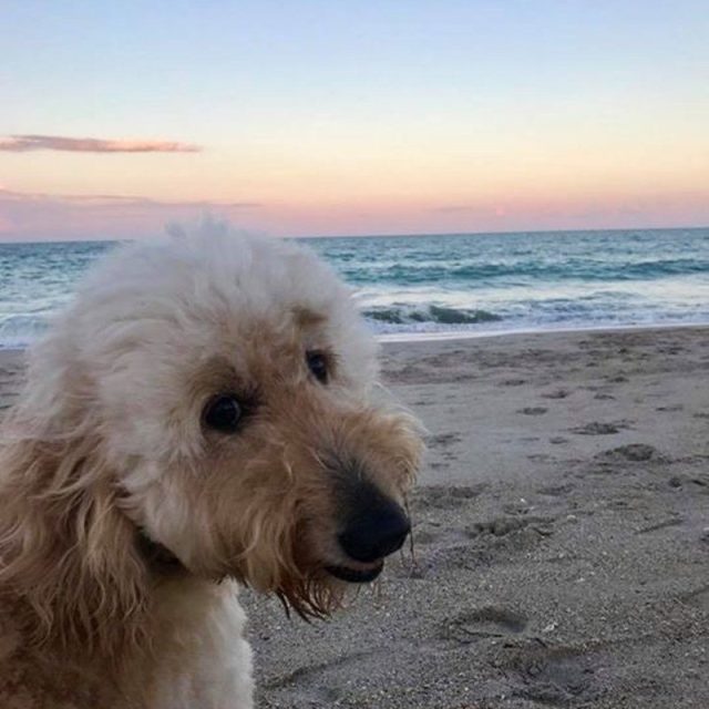 Golden(doodle) Hour 🌞