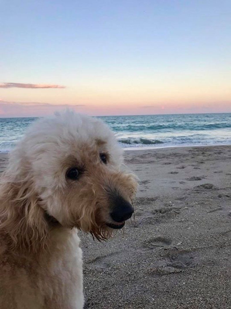 Golden(doodle) Hour 🌞