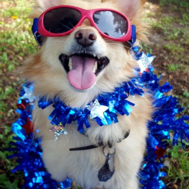 Patriotic Maxwell