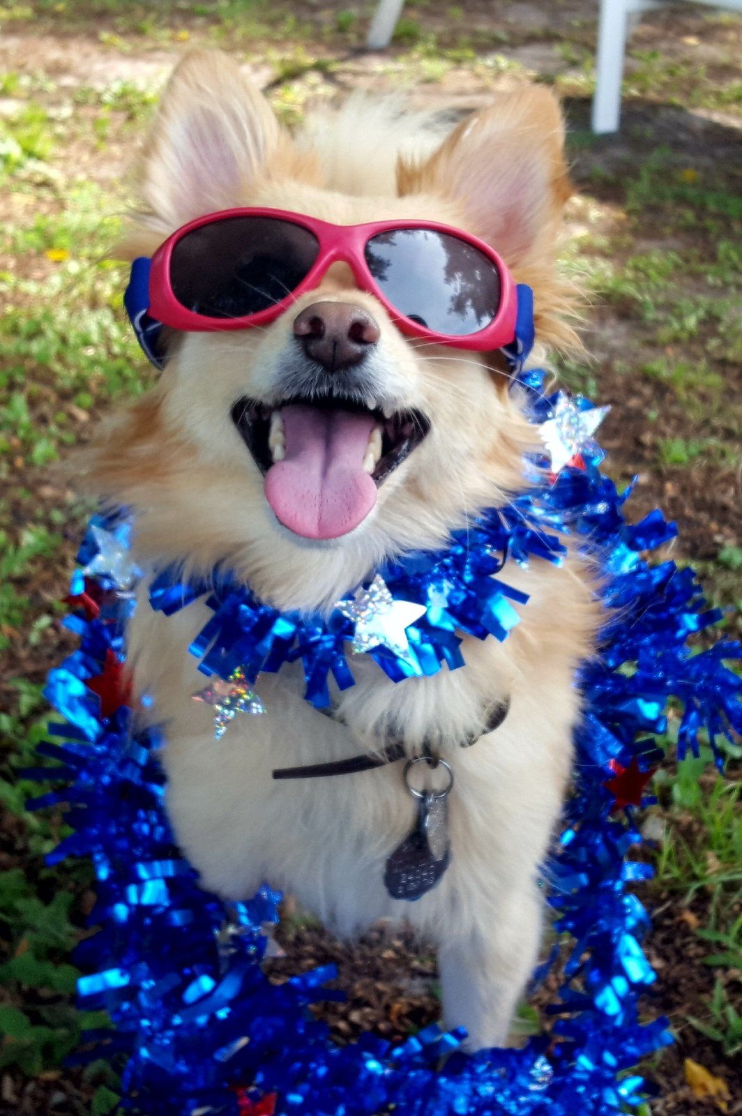 Patriotic Maxwell
