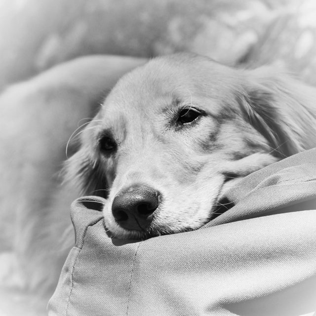 Dog Napping