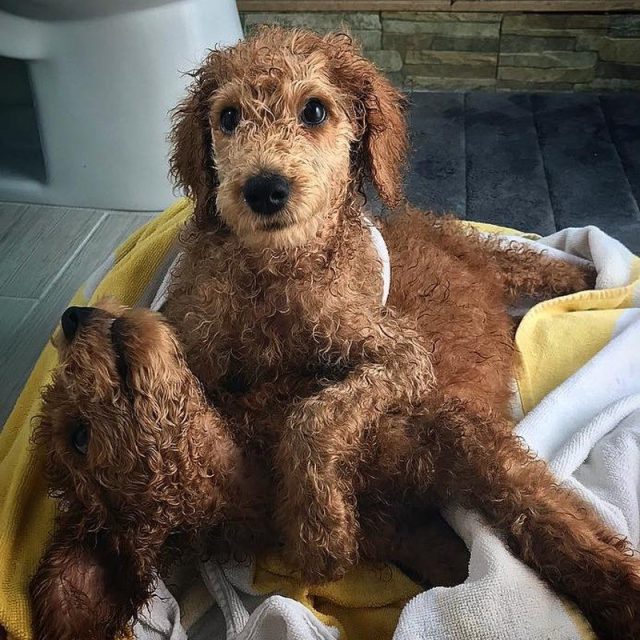 Bath Time Is The Best ! Pico And Chive