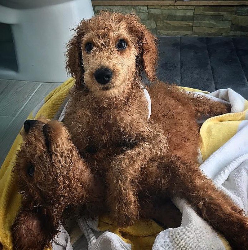 Bath Time Is The Best ! Pico And Chive