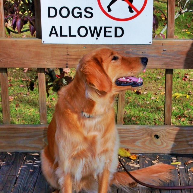 "No Dogs Allowed"