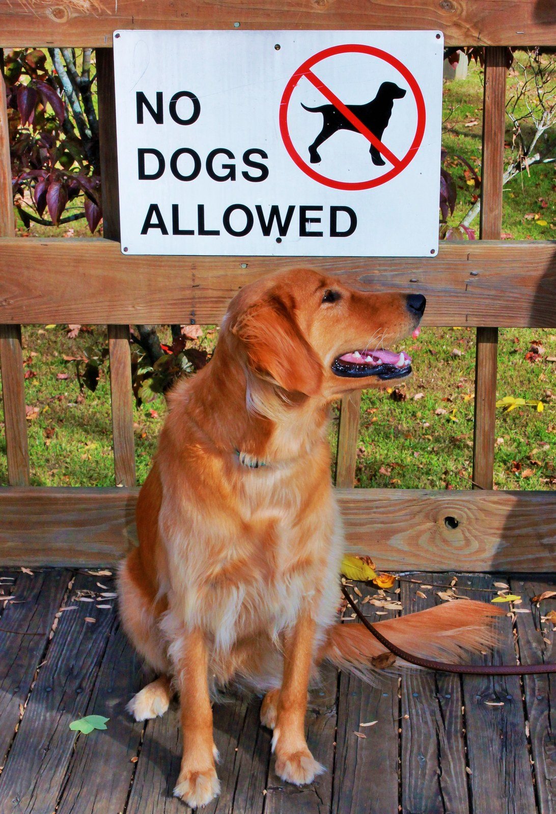 "No Dogs Allowed"