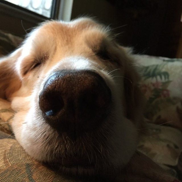 The Nose Knows!