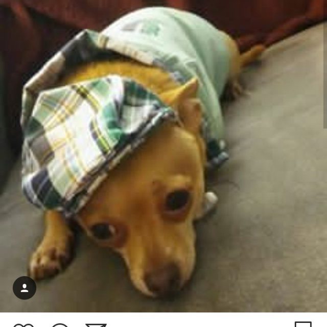 Handsome Boy