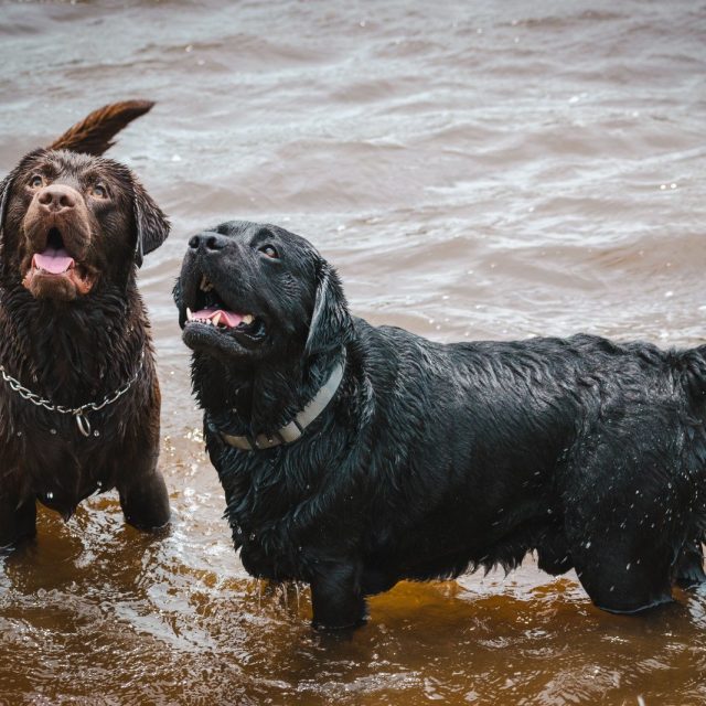 The Average Dog Is A Nicer Person Than The Average Person.