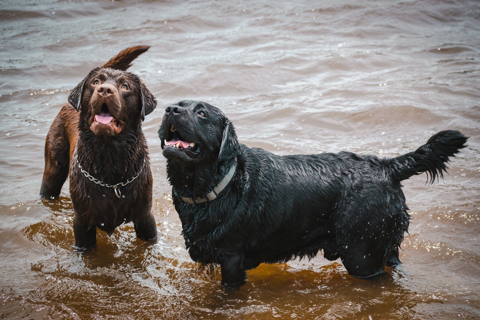 The Average Dog Is A Nicer Person Than The Average Person.