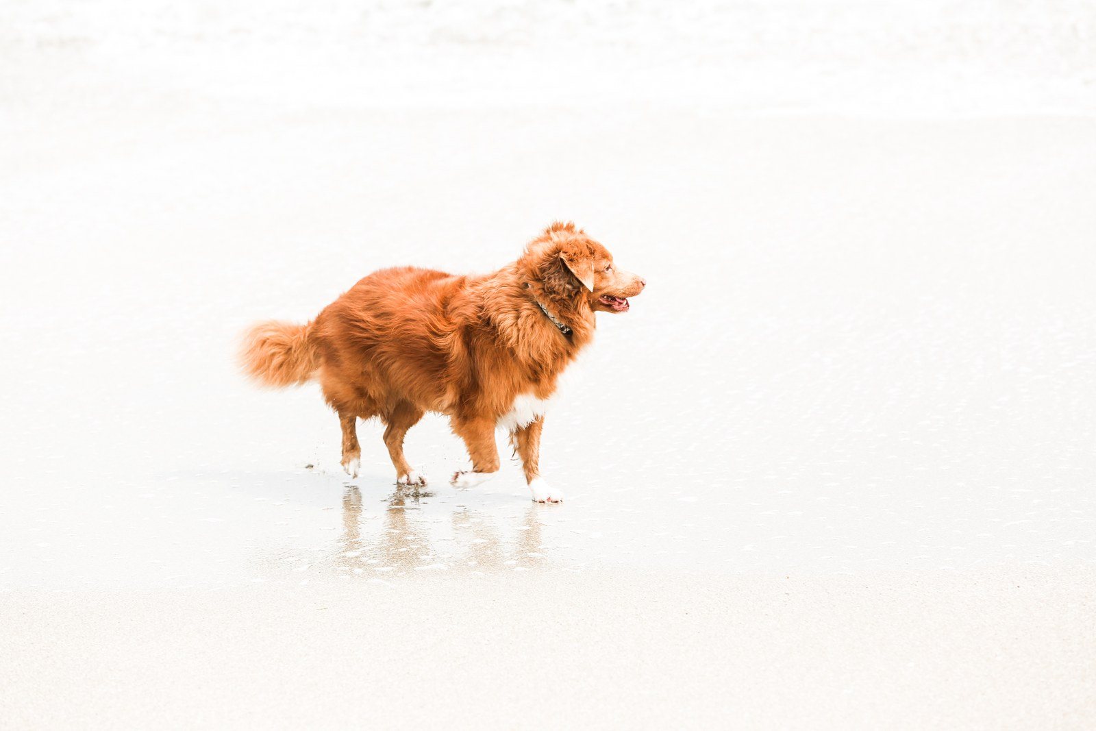Lost In Thought About My Dog